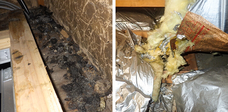 被害状況：天井裏に残されたフンと荒された断熱材